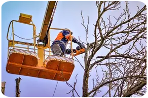Podas de altura Vizcaya y provincia Arboricultura