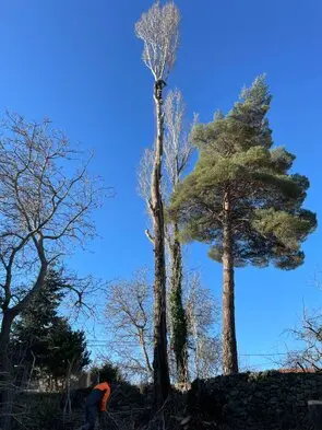 Podas y talas de árboles en altura Vizcaya Arboricultura