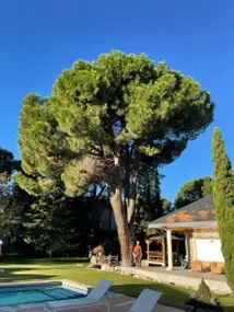 Tala y poda en Altura de árboles en Vizcaya y provincia