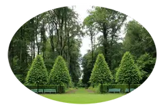 Tala y poda en altura de árboles Vizcaya Arboricultura